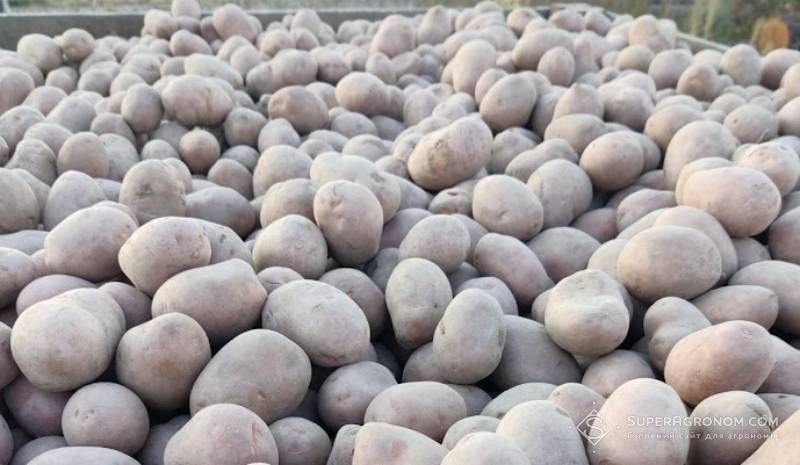 Урожай картоплі Урожай картоплі