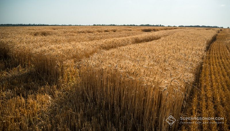 Озима пшениця Озима пшениця