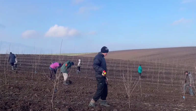На Волині заклали найбільший вишневий сад області
