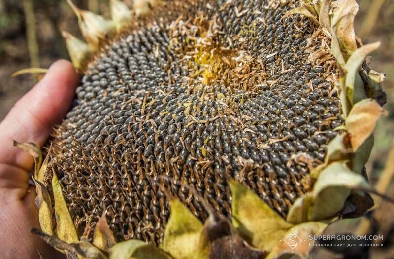 Ціни на соняшник та сою в Україні поступово зростають