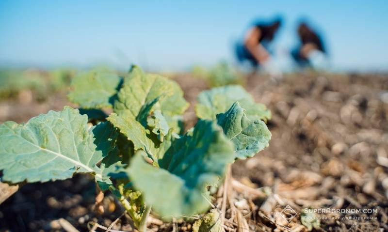 Через заборону багатьох діючих речовин ЗЗР на перший план виходить селекція — польські експерти Через заборону багатьох діючих речовин ЗЗР на перший план виходить селекція — польські експерти