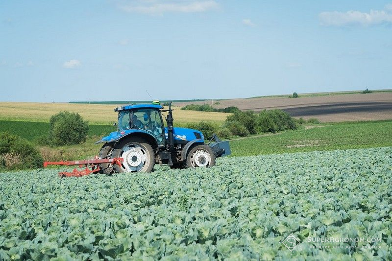 Капуста Догляд за посівом капусти