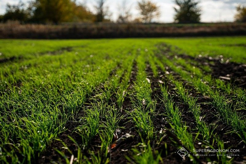 Озима пшениця Озима пшениця