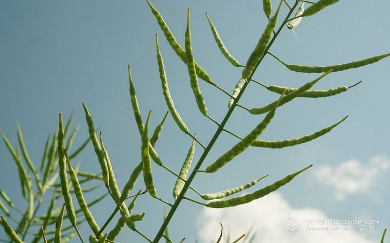 Озимий ріпак Озимий ріпак