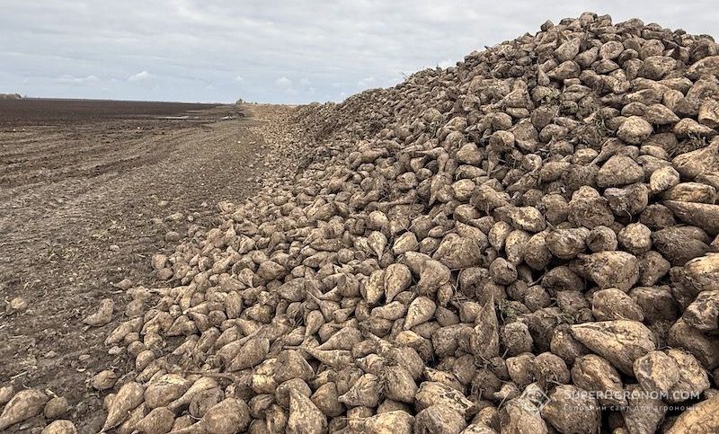 На Полтавщині завершили збирання цукрових буряків з середнньою урожайністю 45 т/га На Полтавщині завершили збирання цукрових буряків з середнньою урожайністю 45 т/га