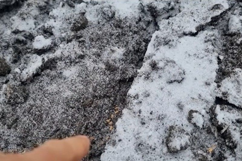 Сівба озимої пшениці в грудні Сівба озимої пшениці в грудні