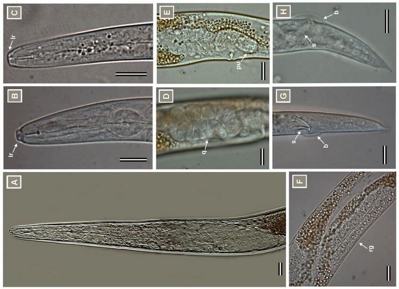 Нематоди Monteironemy caresi