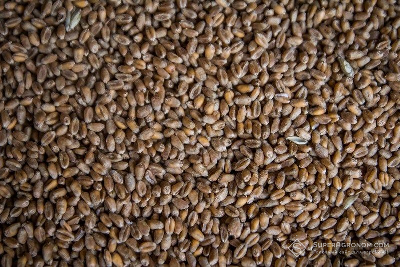 Пшениця Пшениця