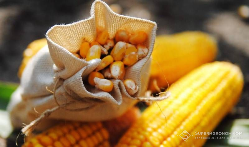 Придбай 5 п.о. гібриду кукурудзи ЛГ31305 та отримай ще 1 п.о. — акція від Лімагрейн Україна