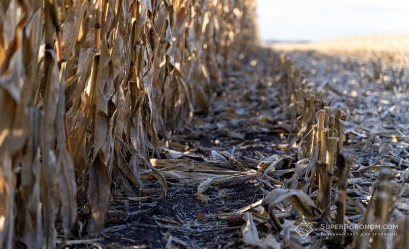 Незібрана кукурудза взимку Незібрана кукурудза взимку