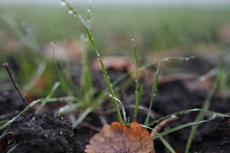 Посів озимини