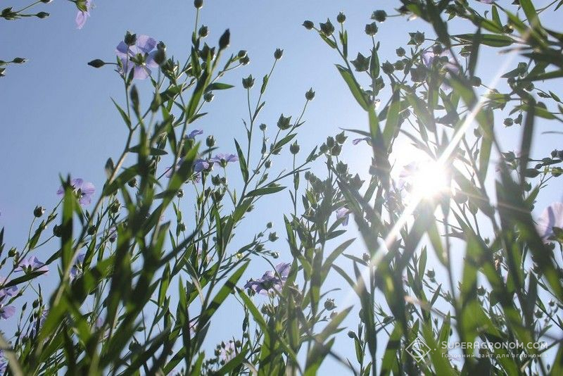 Льон олійний