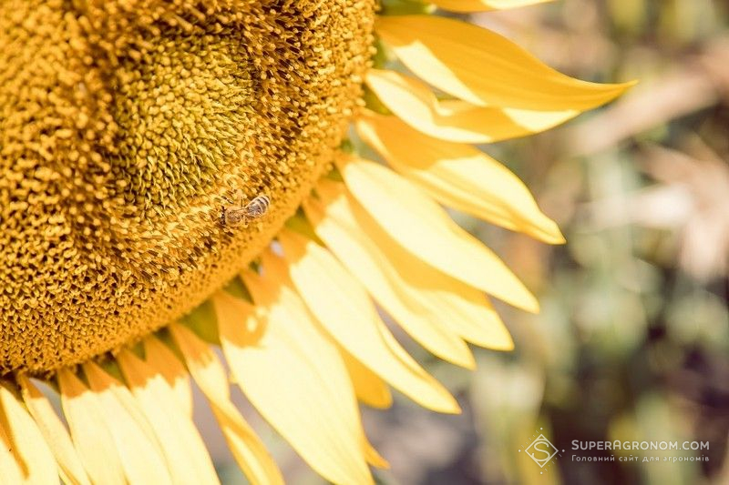 Соняшник Соняшник