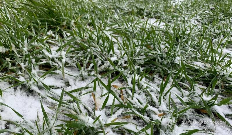 Чи можна в зимовий період підживлювати озимі культури розповів науковець