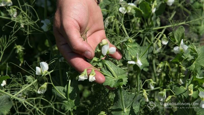 Горох Горох