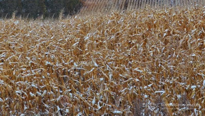 Посіви кукурудзи під снігом Посіви кукурудзи під снігом