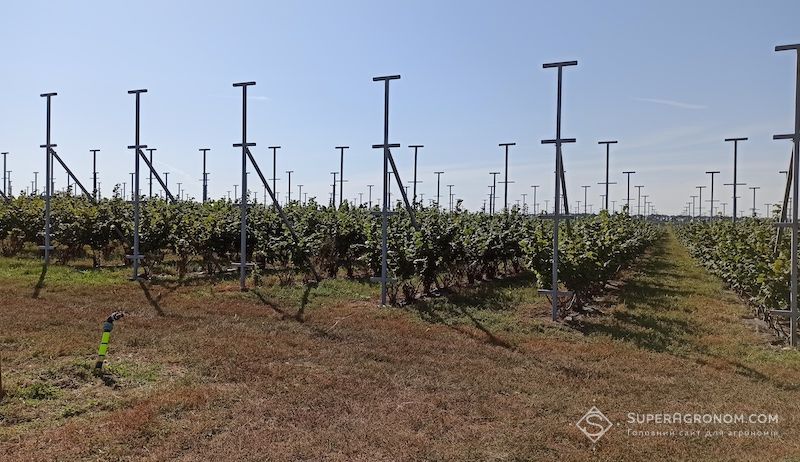 Сад фундуку 100 га з сортом Тонда ді Джиффоні заклали на Одещині Сад фундуку 100 га з сортом Тонда ді Джиффоні заклали на Одещині