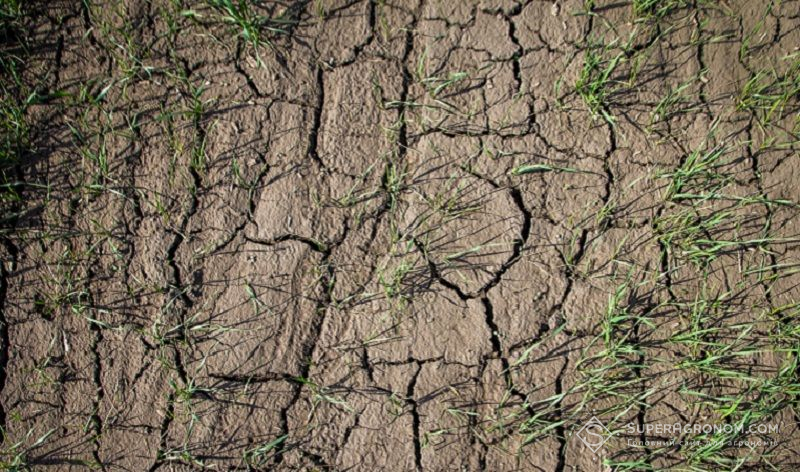 Миколаївські аграрії не отримали компенсацій за втрачений врожай Миколаївські аграрії не отримали компенсацій за втрачений врожай