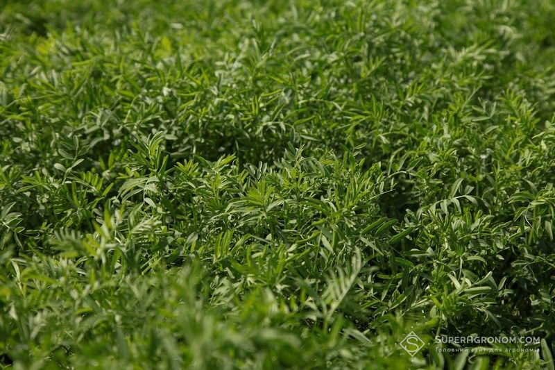 Сочевиця Сочевиця