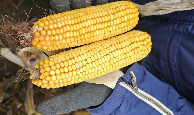 Кукурудза в Агро-Регіон