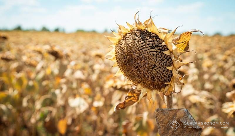 Аграрії Кіровоградщини у 2025-му зібрали найбільший в Україні врожай соняшнику, хоча урожайність нижча минулорічної Аграрії Кіровоградщини у 2025-му зібрали найбільший в Україні врожай соняшнику, хоча урожайність нижча минулорічної