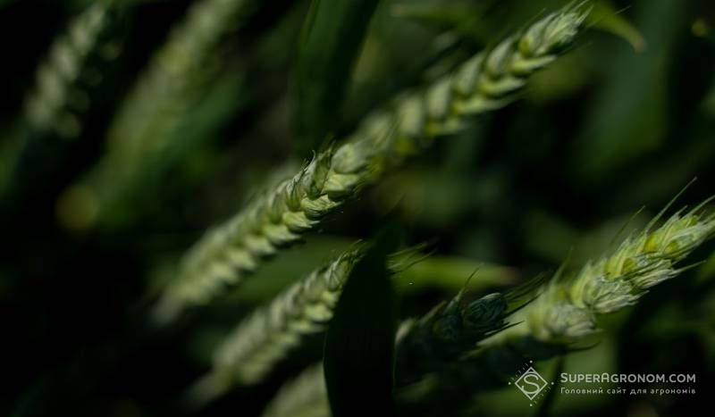 Вчені знайшли спосіб активізувати азотфіксуючі бактерії для пшениці, що знизить норми внесення азотних добрив під культуру Вчені знайшли спосіб активізувати азотфіксуючі бактерії для пшениці, що знизить норми внесення азотних добрив під культуру