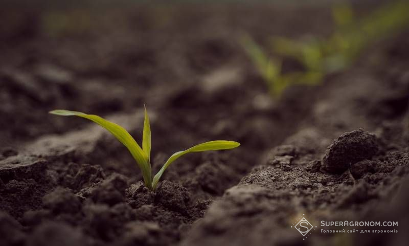 Британський агроном озвучив практичні кроки для підвищення мікробного різноманіття ґрунту