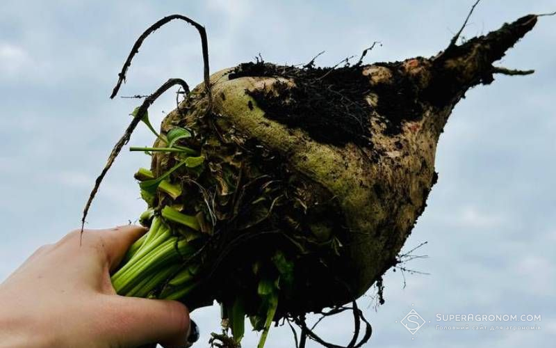 Коренеплід цукрового буряка Цукровий убряк