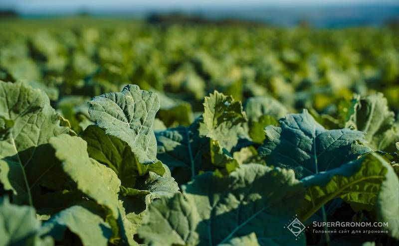 Посіви ріпапку Посіви ріпапку