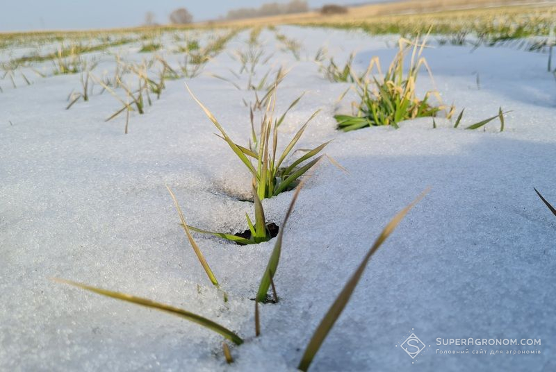 Озима пшениця (фото ілюстративне)
