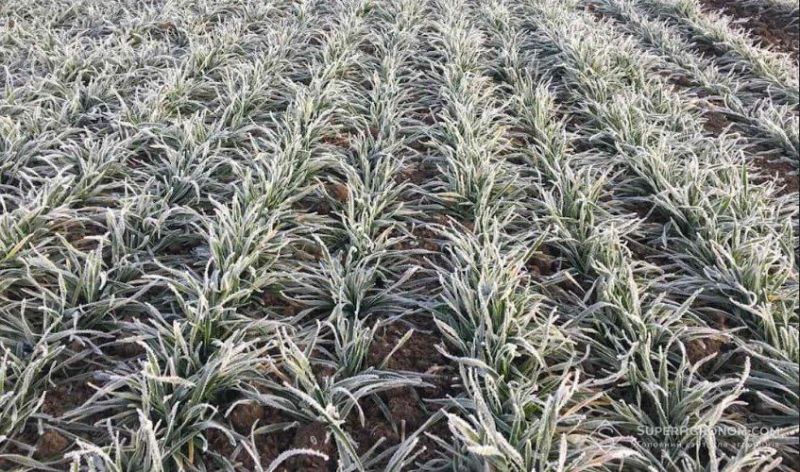 Посіви озимої пшениці