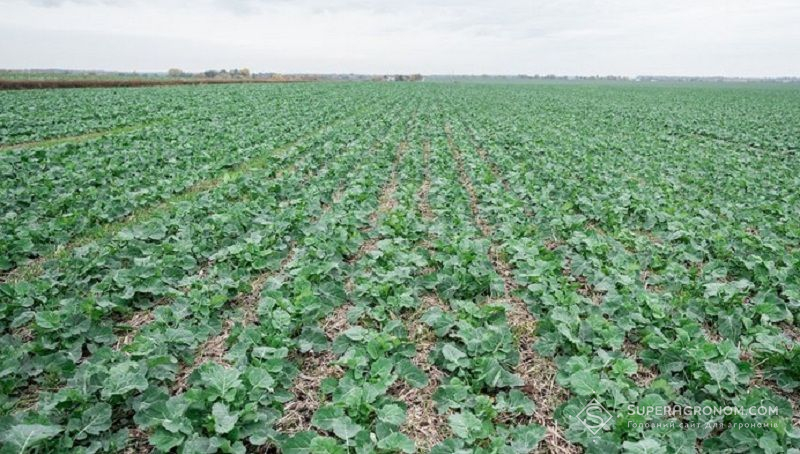 Ріпак Ріпак