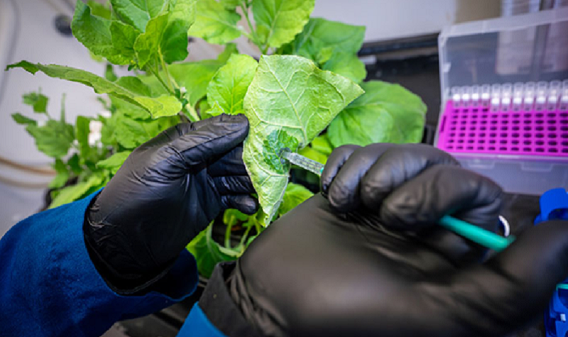 Бактерії вводять у лист Nicotiana benthamiana для перевірки ефективності полімерного покриття