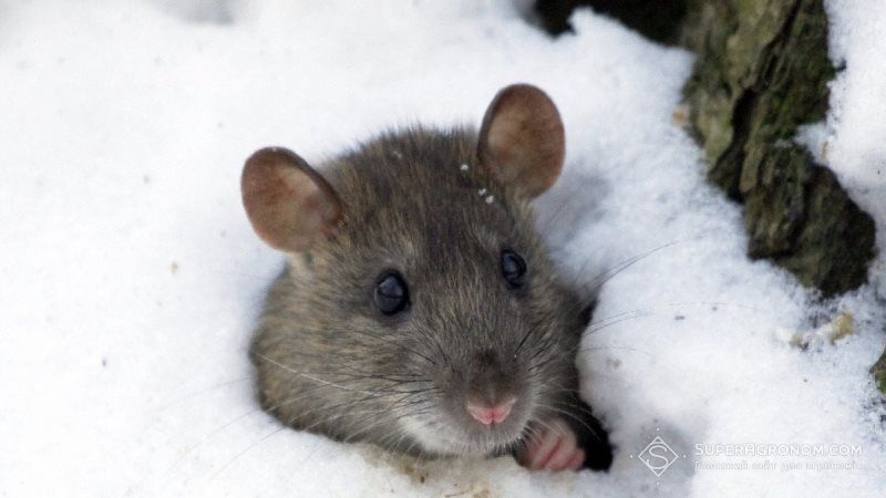 Погодні умови не сприяли зростанню чисельності мішоподібних гризунів на полях — Держпродспоживслужба