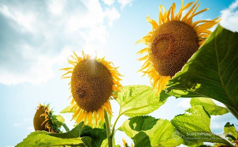 Посіви соняшника