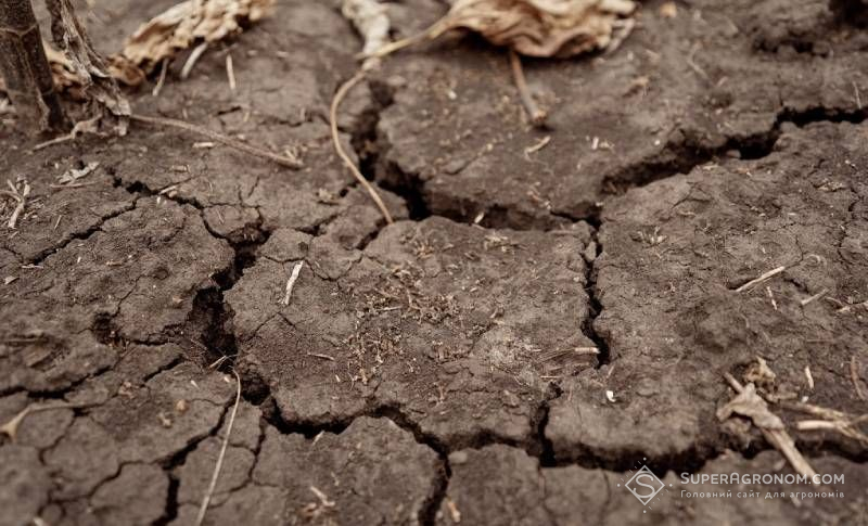 Посухи в Європі посилюватимуться навіть зі збільшенням кількості опадів — прогноз