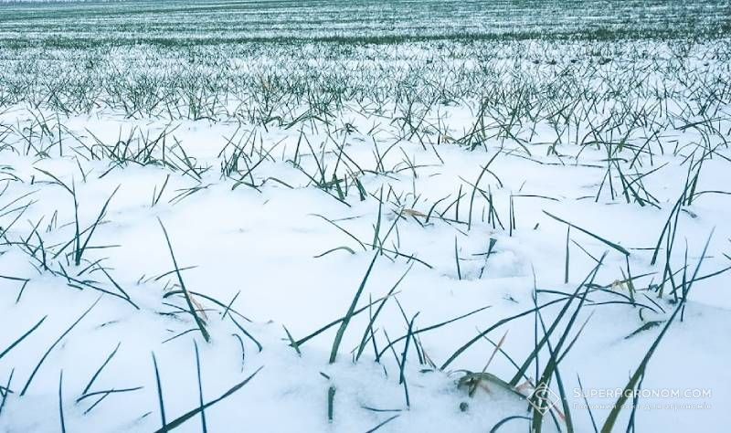 Озима пшениця під снігом