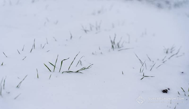 Озима пшениця під снігом