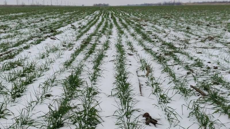 Озимі на Миколаївщині перебувають у стані зимового спокою, снігу мало, але морози поки що не критичні