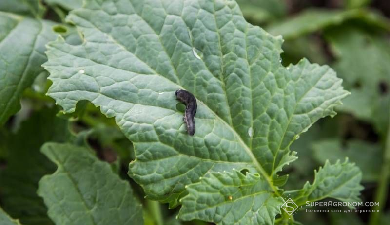 Інокуляція ризобактеріями знижує шкоду для рослин від шкідників