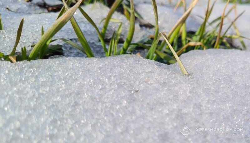 Озима пшениця під снігом (фото ілюстративне)