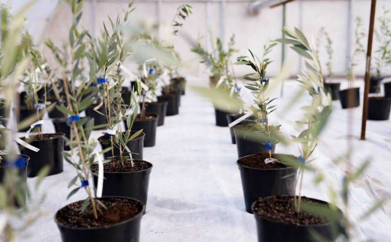 На Херсонщині спробують вирощувати оливки На Херсонщині спробують вирощувати оливки