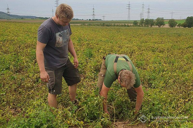 Німецькі фермери на полі картоплі Німецькі фермери на полі картоплі