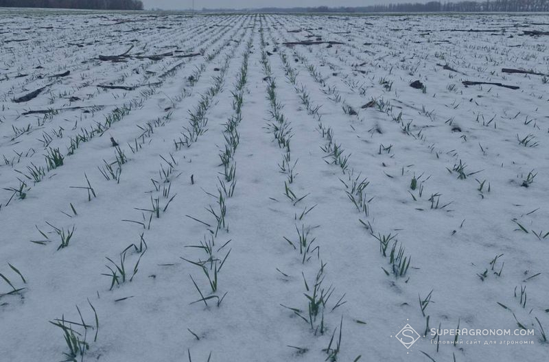 Озима пшениця