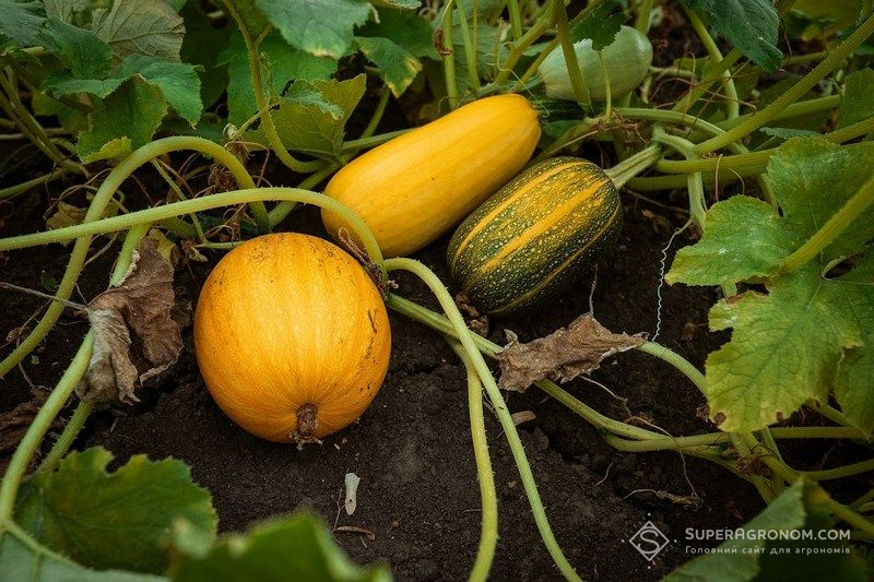 Гарбуз