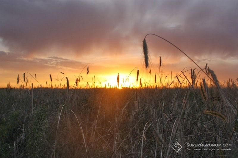 Озима пшениця