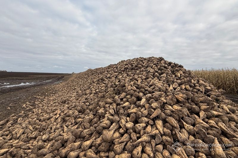 Цукровий буряк