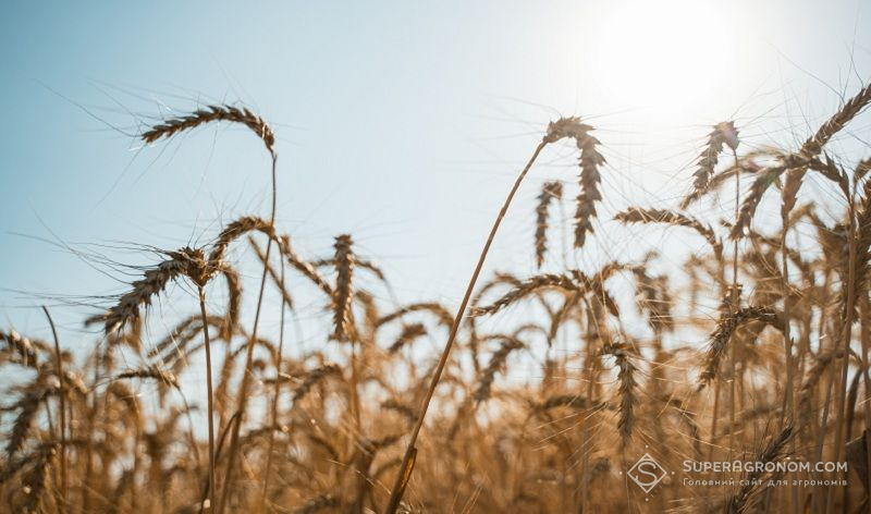 Озима пшениця