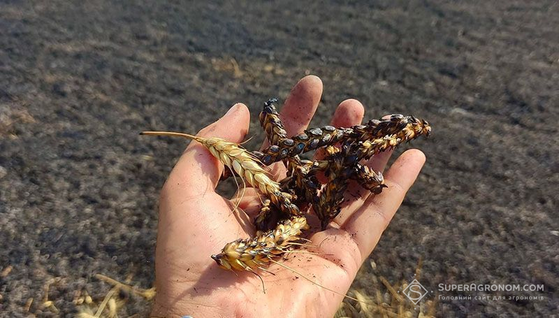 Аграріям на прифронтових територіях буде надано компенсацію за втрачені посіви до 4700 грн/га Аграріям на прифронтових територіях буде надано компенсацію за втрачені посіви до 4700 грн/га