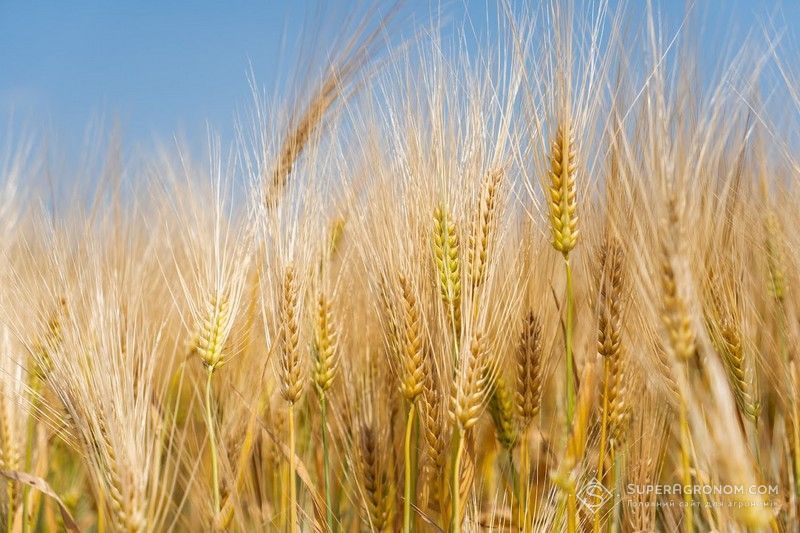Господарство з Одещини розповіло, як підбирає сорти та гібриди для вирощування Господарство з Одещини розповіло, як підбирає сорти та гібриди для вирощування